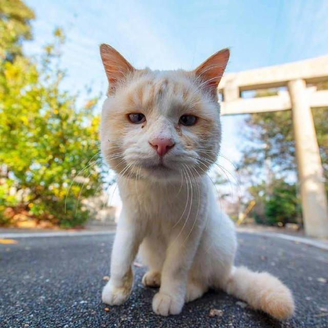 猫咪被蜜蜂蛰了伤口有脓头,猫咪被蜜蜂蛰了的图片