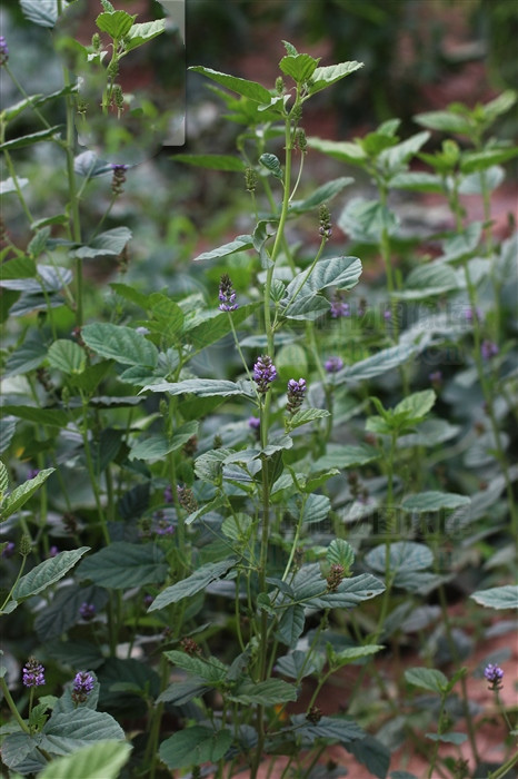 补骨脂治疗白癜风外用方法,补骨脂治白癜风是熬水还是磨粉