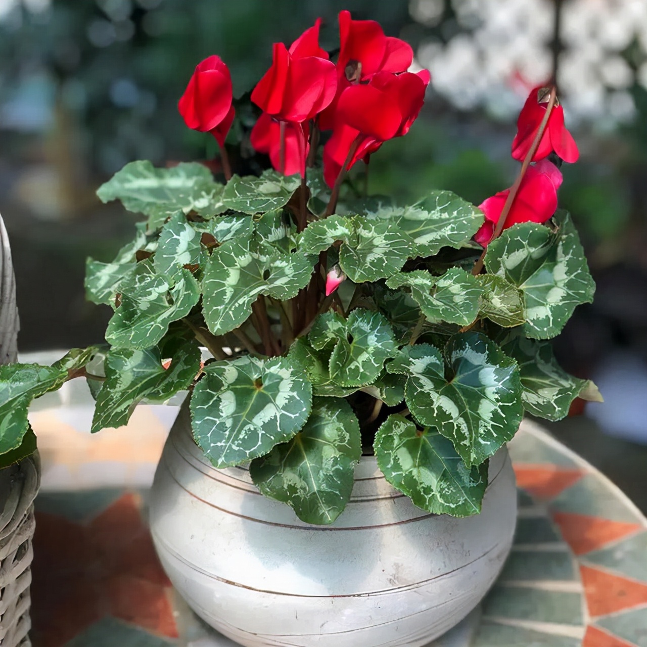 一年四季不死的十种花水养,浇水过多死的植物