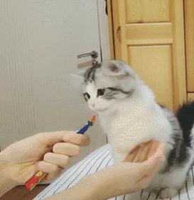 宠有为营养膏怎么样,营养膏猫用