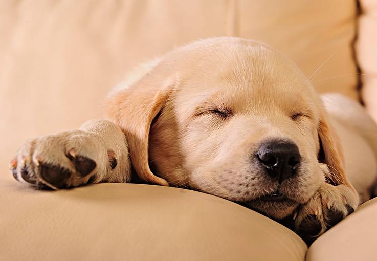 养拉布拉多作为种犬该注意哪些,养拉布拉多犬的好处和坏处