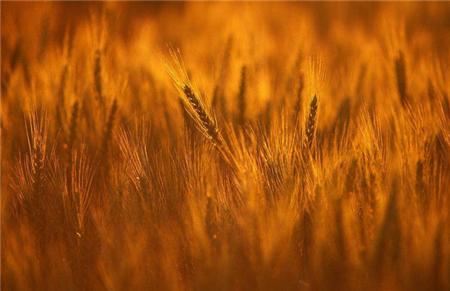 原创丨“大夫”音义考释