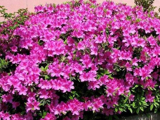 杜鹃花十大最美品种,杜鹃花十大品种排名及图片欣赏