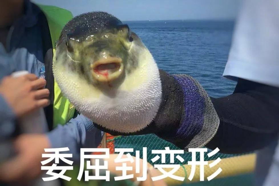 种草一个被遗忘的小岛，背山靠海，拥有山东最美的“童话屋”，美到窒息！