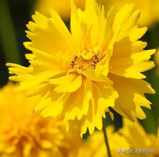 花艺十六种手法,流行花艺简单教学