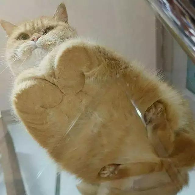 猫耳朵里有黑色脏东西是猫癣吗,猫耳朵里有黑黑的东西就是耳螨吗