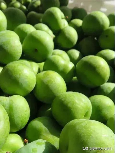 汶川三宝特色水果产业,汶川三宝果园