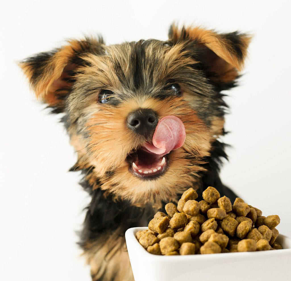 养狗人用什么狗粮最好用,养狗时间长了怎么喂