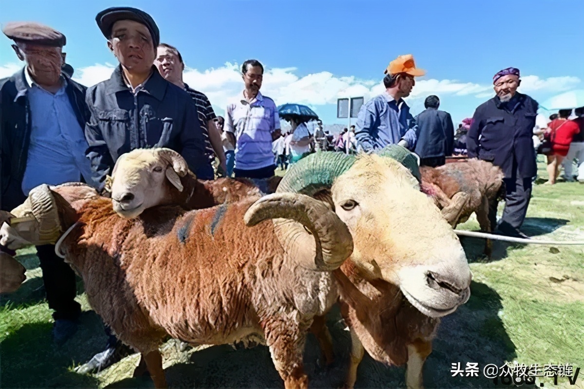 世界上最好的羊是哪个羊,世界最好的羊排名前十