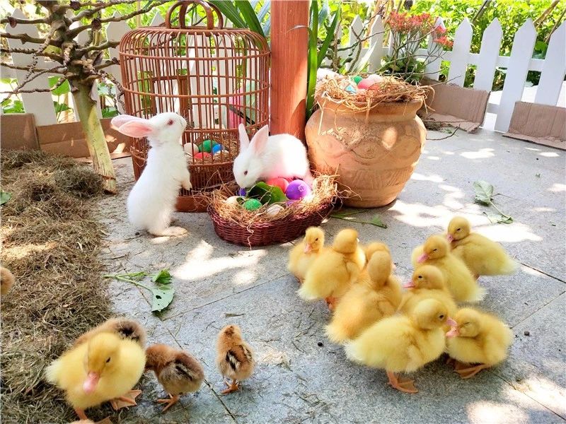 农村小伙养巴哥犬一年赚10万,小伙开宠物乐园年赚1800万