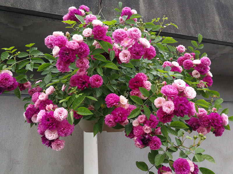 阳台养花选这款，比兰花还香，全年开花，花多易爆盆，值得入手