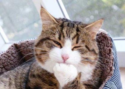 猫咪生病的各种药,猫咪生病物品消毒