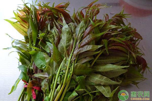 山野菜种植前景怎么样,山野菜有哪些