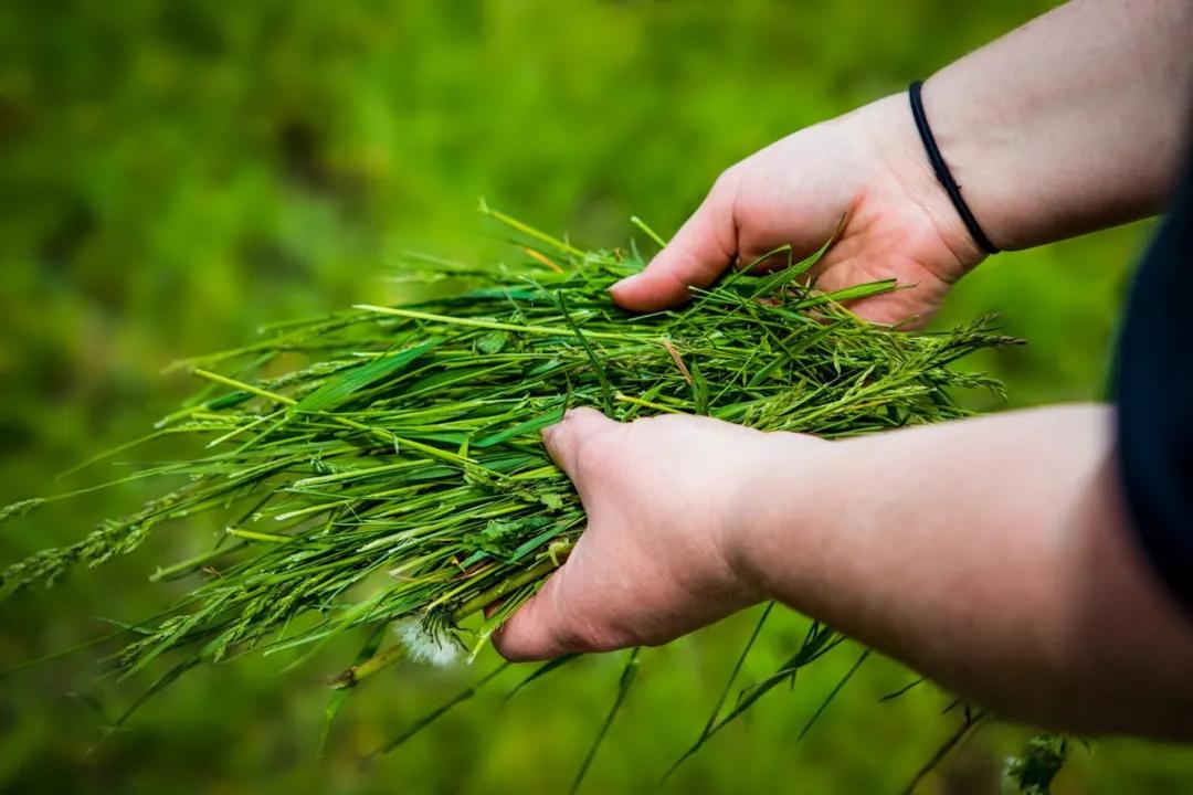 中产阶级的饮食,中产喝什么奶
