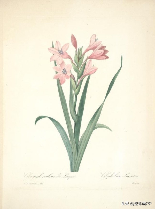 插画风简单的花手绘图片,唯美手绘田园插画图片大全