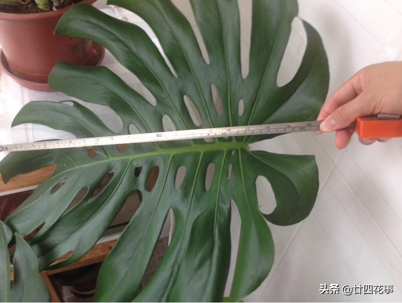 怎样让龟背竹叶子又大又肥,龟背竹怎么补充营养