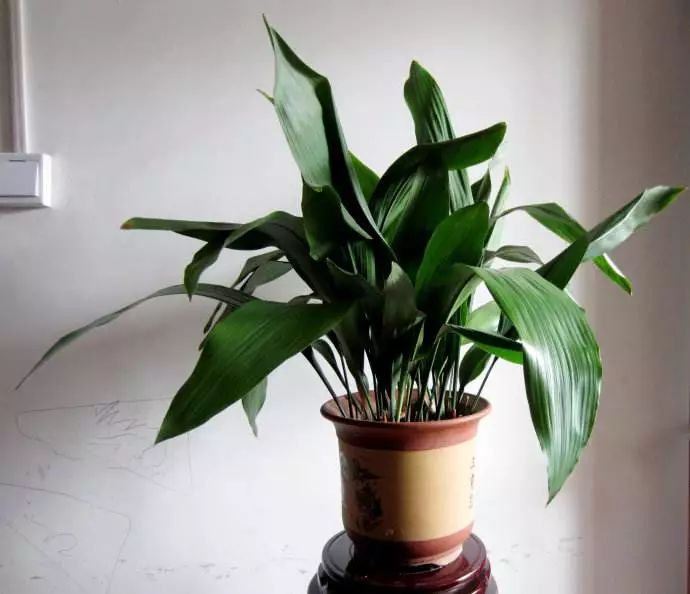 适合阳台养的四季开花有花香的花,花期长耐热耐寒又好养的花卉