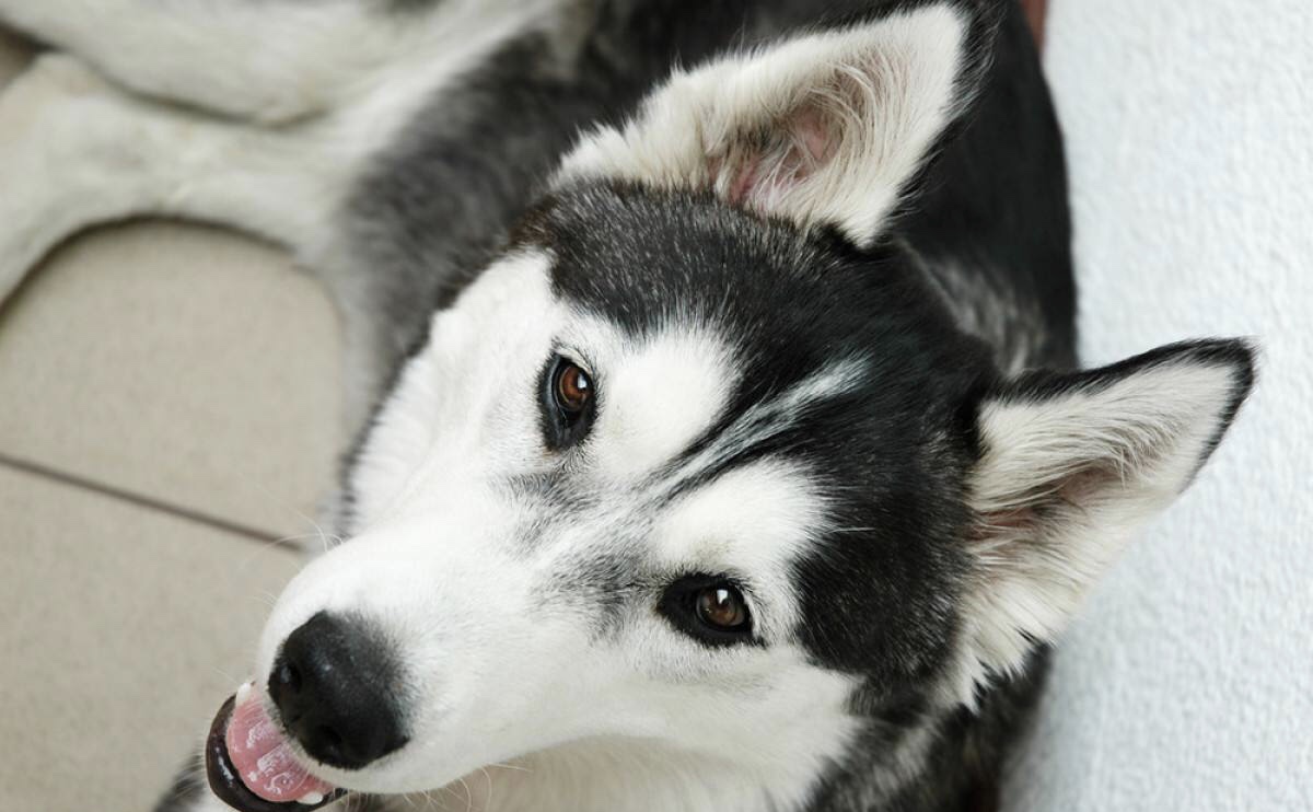 哈士奇俗称西伯利亚狼,哈士奇又叫雪橇狗