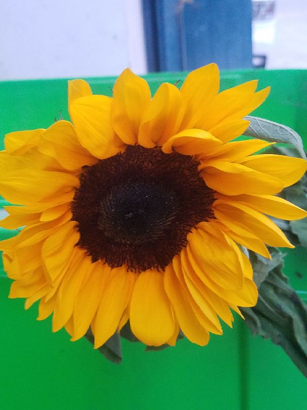 苏州吴江中学,吴江高级中学