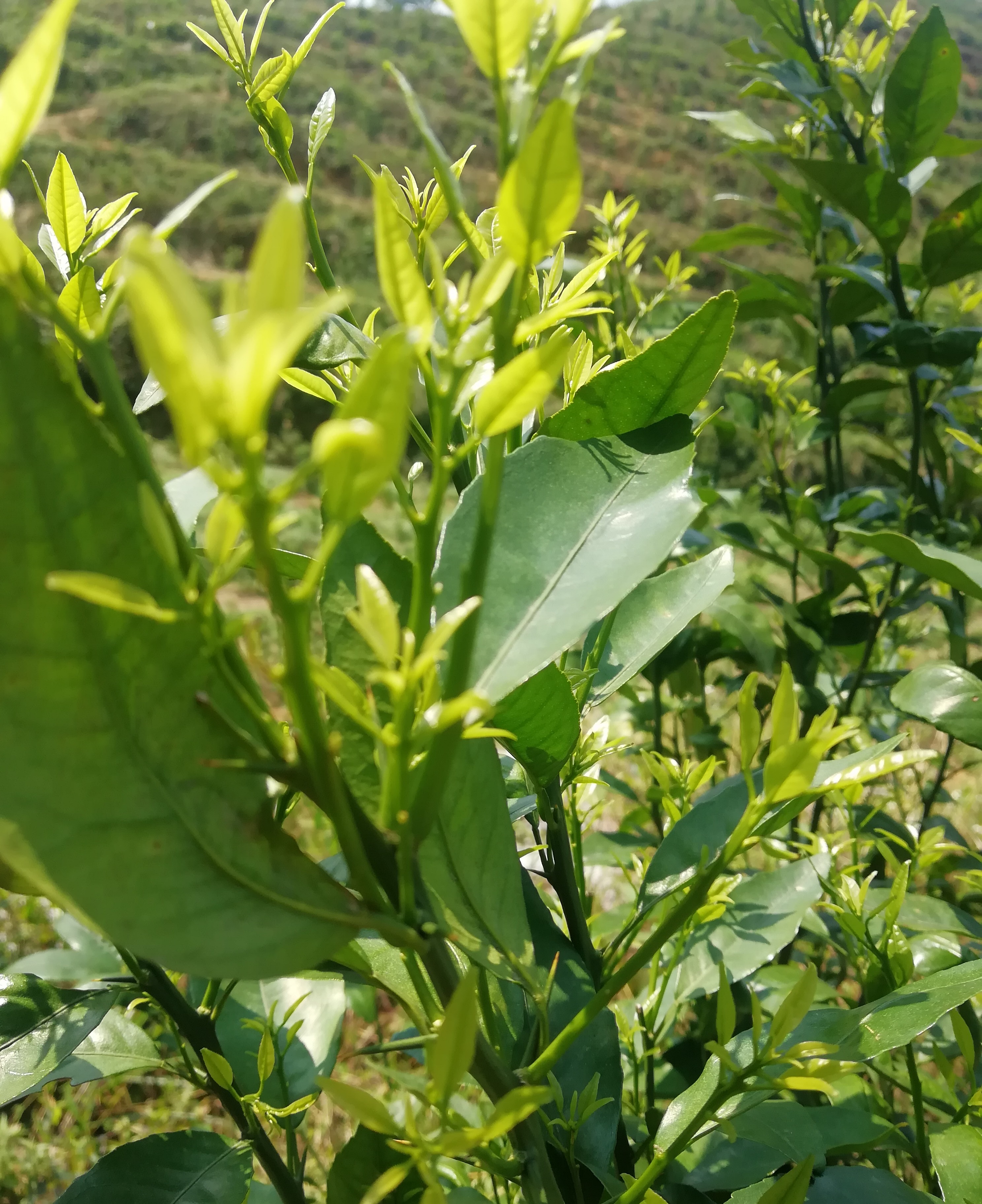 柑橘花多叶少怎么办,柑橘花量少的补救措施