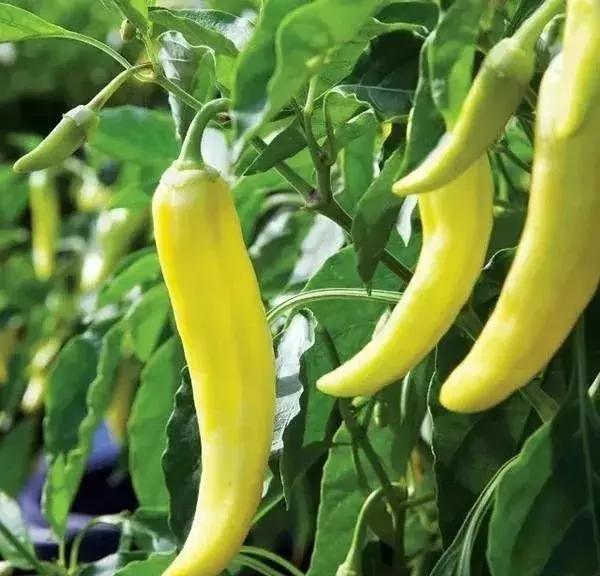 全世界辣椒排行榜前十,世界上十大辣椒排行榜