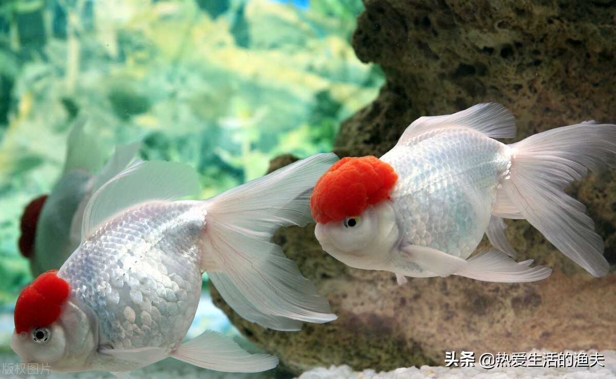 草金鱼身上有出血状红斑,金鱼身上有出血和炸鳞