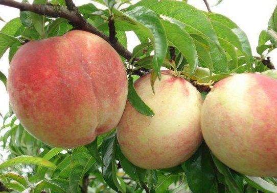 贵州桃子品种照片,贵州哪里是桃子种植基地