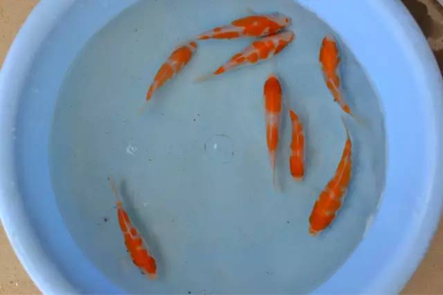 湖南最好的锦鲤养殖基地,湘潭锦鲤养殖