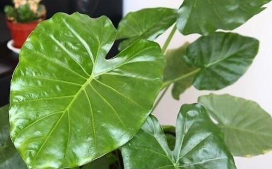 滴水观音烂根怎么办,水培滴水观音不烂根土培就烂根