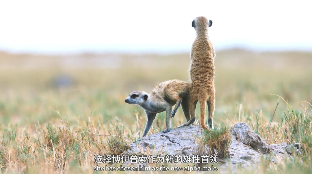 豆瓣评分9.5以上的国产电影有哪些,十部顶级神片推荐