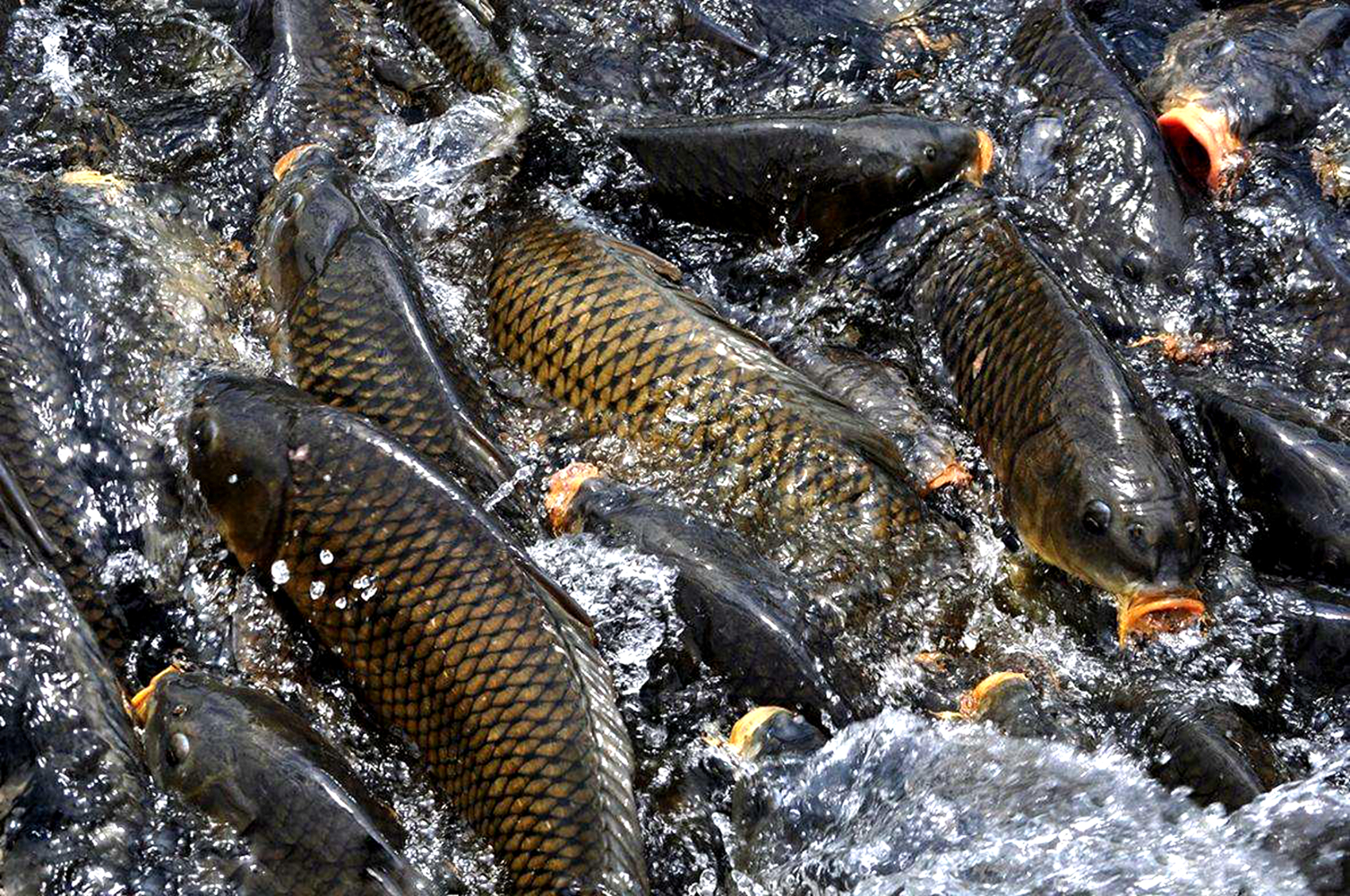 讲述小鲤鱼跳龙门的大概故事,鲤鱼跳龙门具有什么样的习性