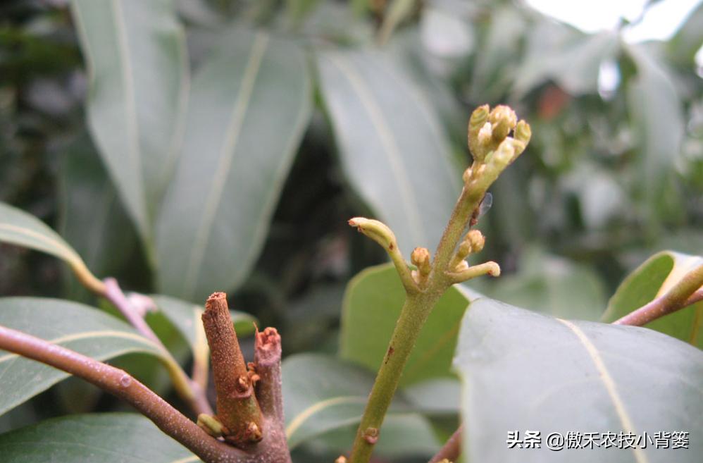 果树不能浇水的原因,果树出花芽可以浇水吗