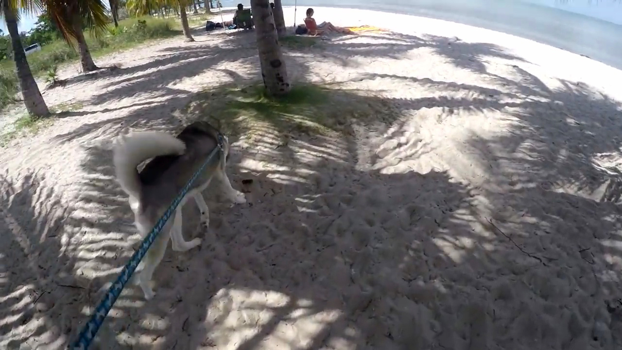 带狗狗出去海边旅游需要带什么,带狗狗去海边攻略