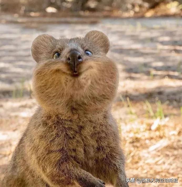 这个梗火爆全网？既然提到privilege，那就说说西澳人的高傲在哪