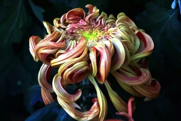 花中四君子菊花,花中四君子菊花的简介