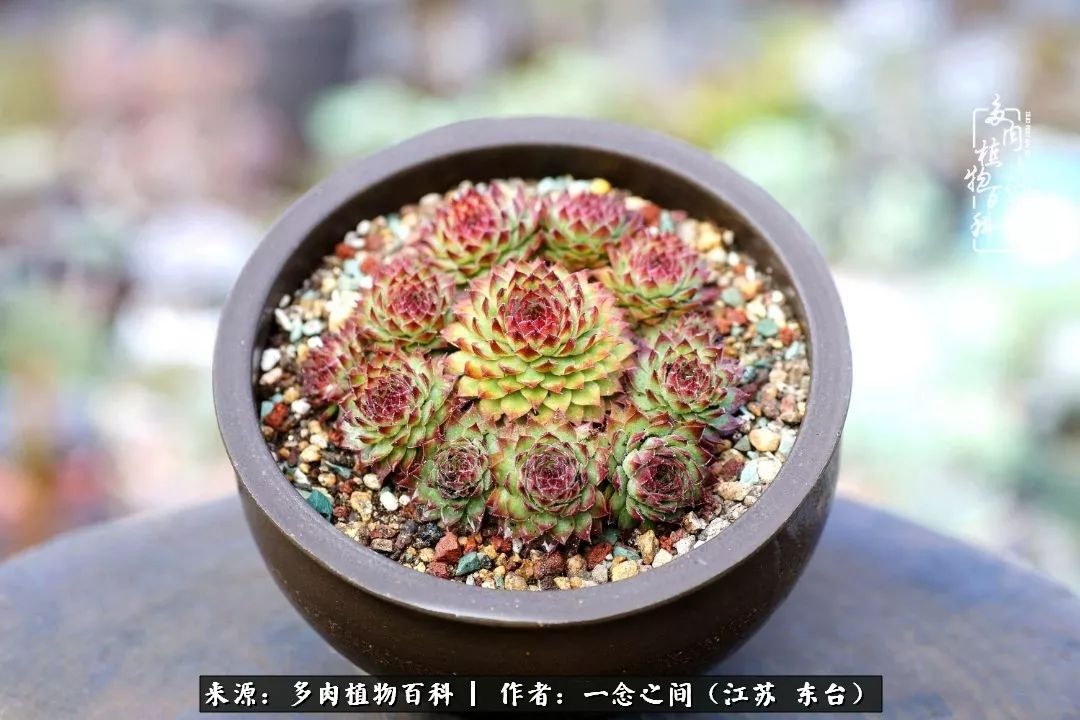 对多肉植物的爱心寄语,赏兰花感言