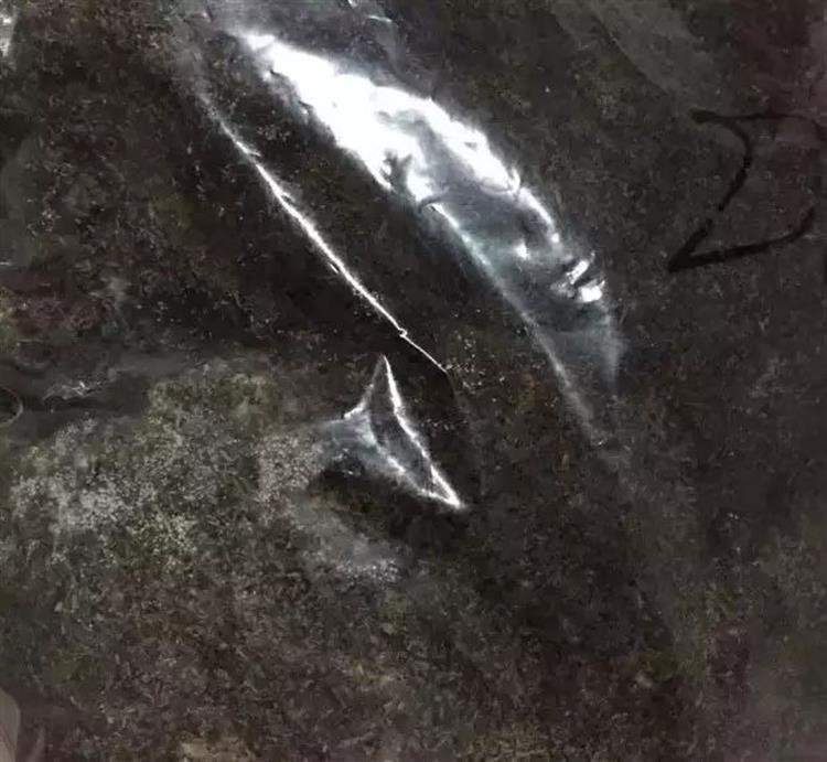 泥炭土发霉长毛,多肉土上发霉是怎么回事