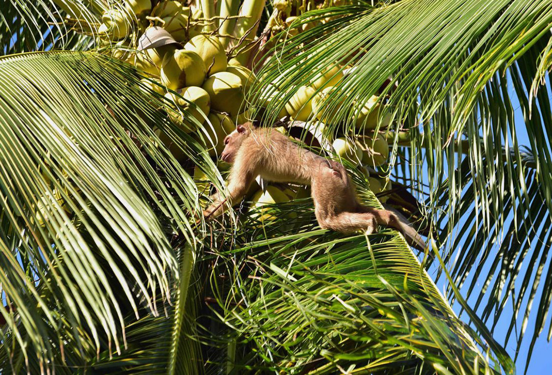 泰国猴子给人摘椰子打工维持生活,泰国负责摘椰子的猴子