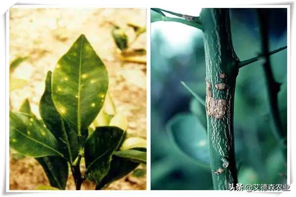 柑橘病虫害识别软件,天天学农柑橘病虫害