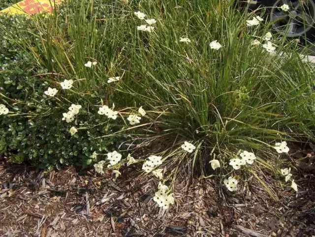 干货分享种植小技巧,混合花境设计与种植建议
