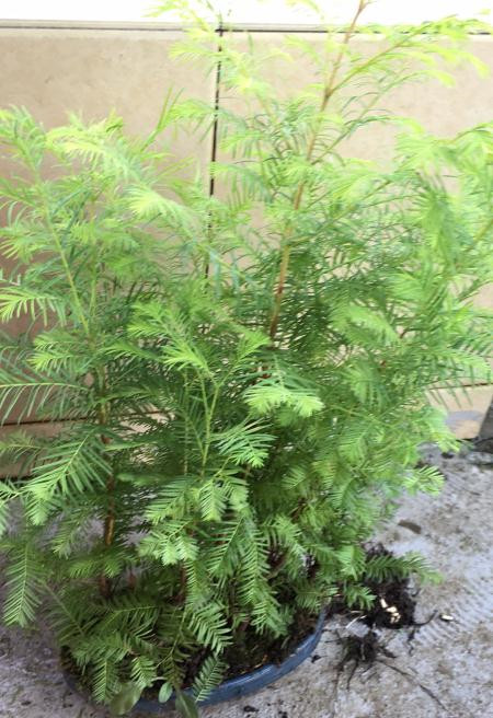 苹果盆景修剪技巧图解,新手也能学会的修剪盆景技巧