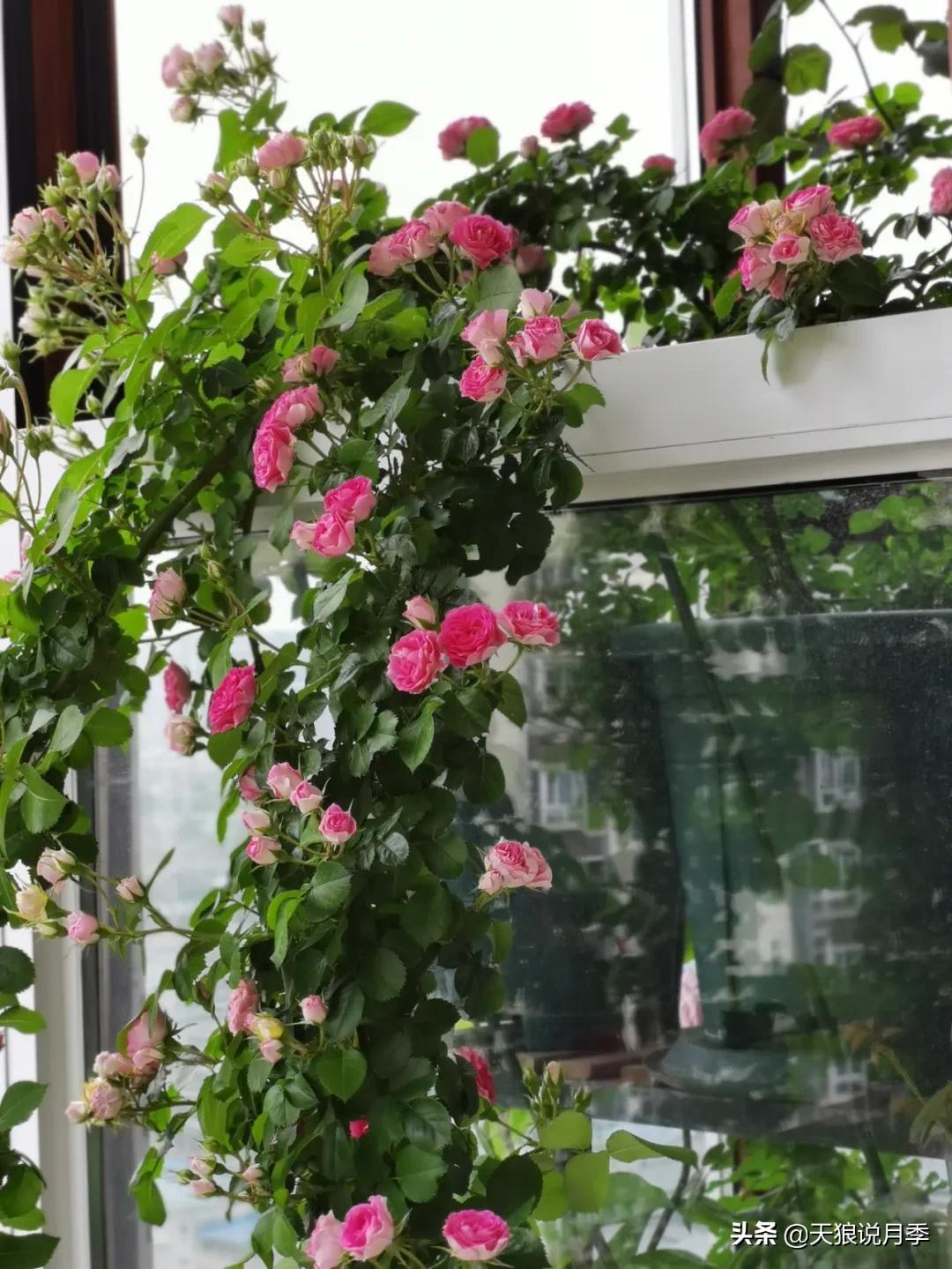 月季春季第一波花要不要剪,月季春季第一波花开后嫁接