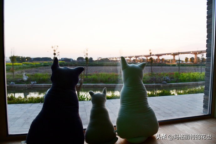 上海洋水仙,上海璞素上居民宿抖音团购