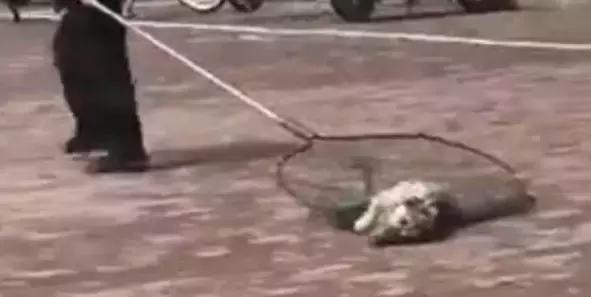 宿舍把小香猪养到300斤,大学生养小香猪