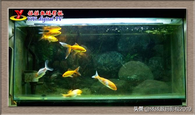 养鱼的朋友这边看，为什么你养的金鱼养不活？