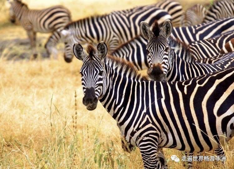 走进非洲No.338岁离开9岁女儿先生驻外中铁七局海外项目