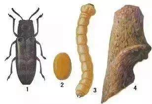 柑橘爆皮虫应该如何防治,柑橘爆皮虫的防治最佳时期