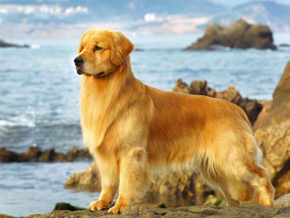 如果上帝免费送你一只狗，这6种狗，你会选谁？