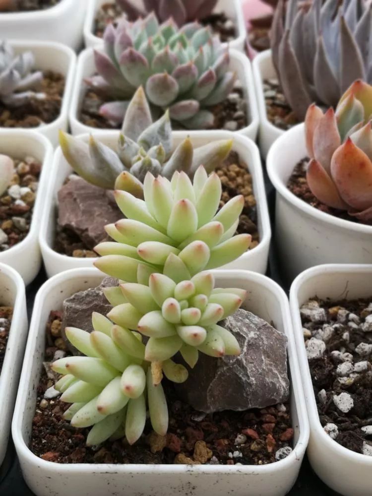 多肉一个月对比照,多肉30天前后对比图