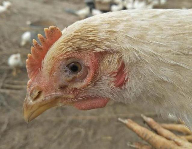 养鸡，教你一个快速鉴别鸡感冒的方法，和治疗的土方，干货分享